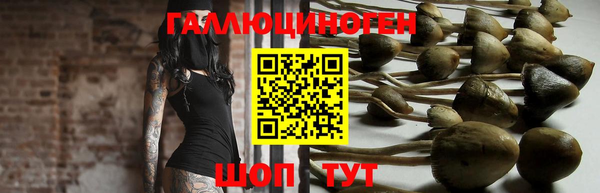 Псилоцибиновые грибы Psilocybine cubensis  Галлюциногенные грибы GOLDEN TEACHER  Новозыбков 